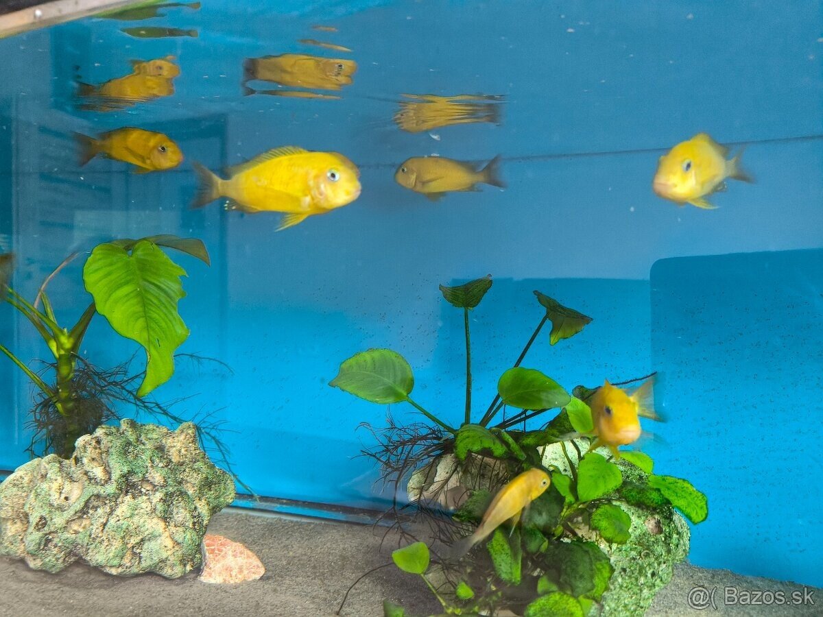 Tropheus Kiriza Gold - 2