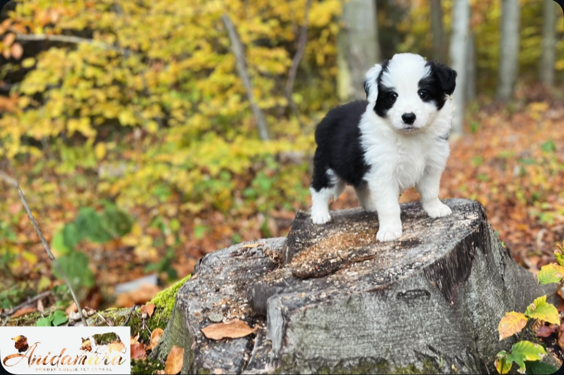Border collie FCI - 2