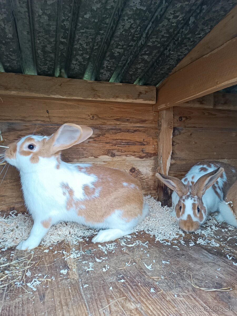 Predám zajace - 2