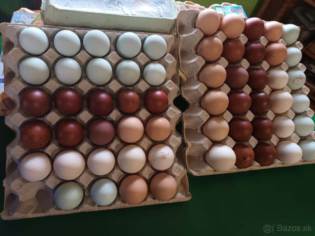 Násadové vajcia - 2