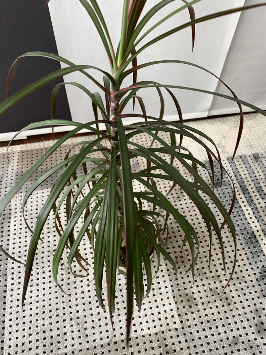 Dracena (100cm) - 2