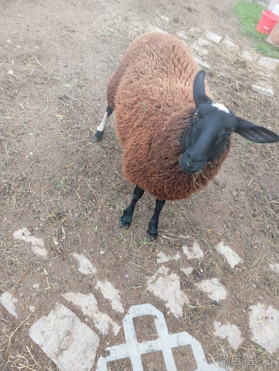 vf ovce a nepříbuzný beran - 2