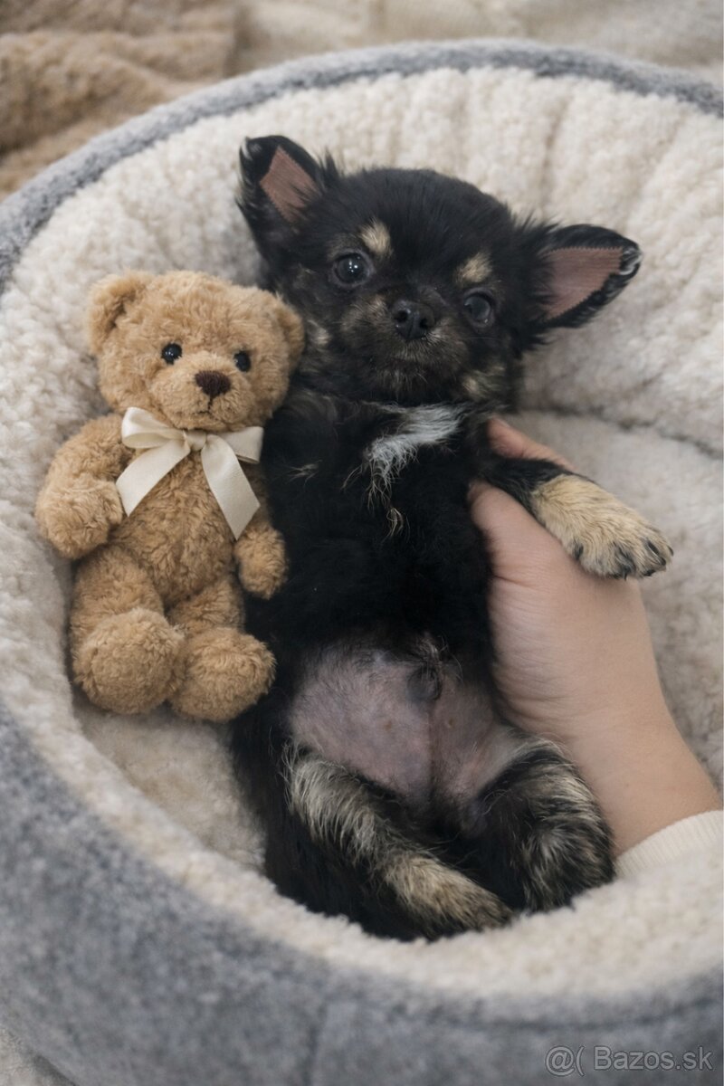 Čivava šteniatka s PP ( Psik a fenka ) - 2