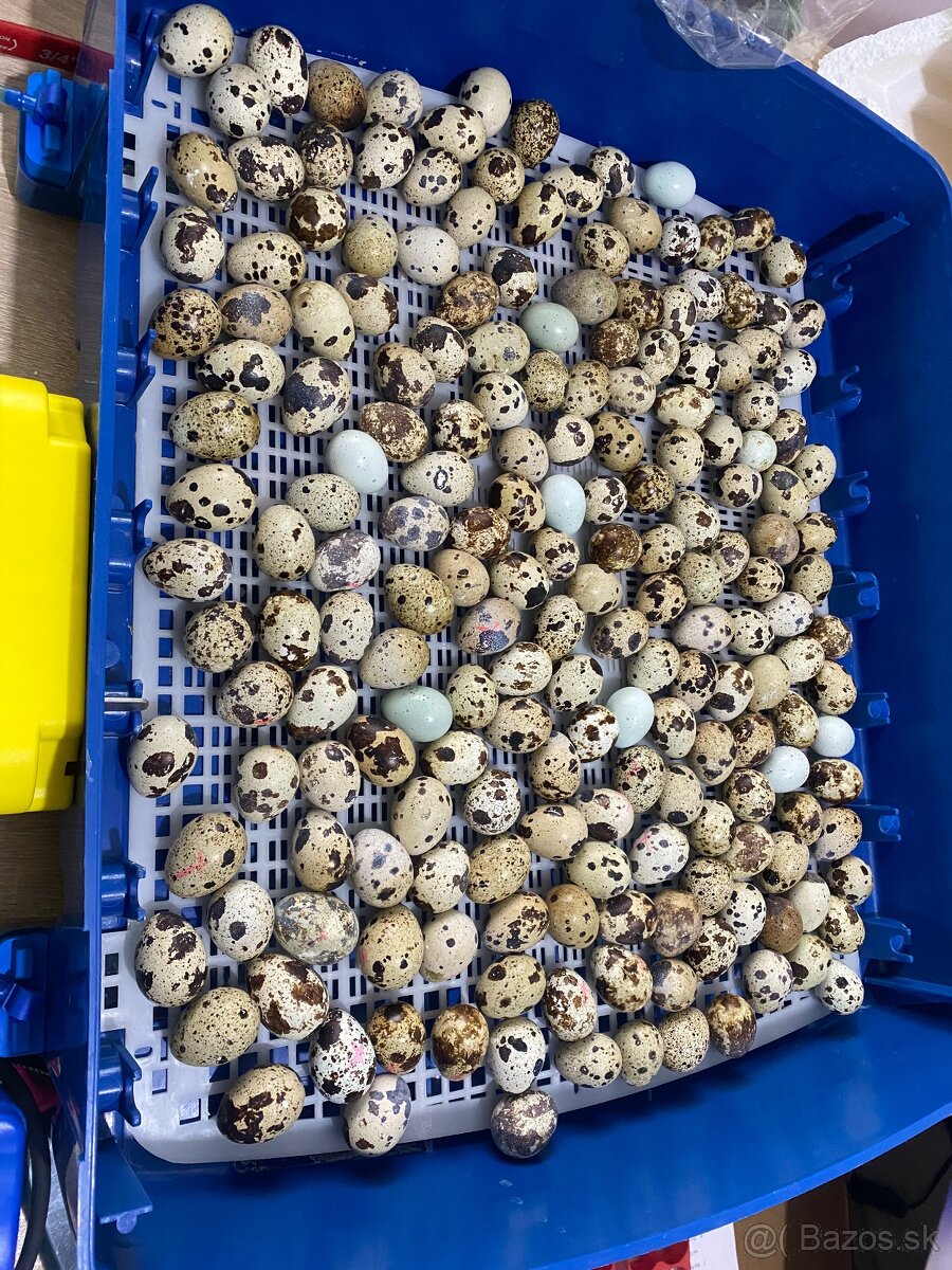 Prepelice japonské,prepeličie vajíčka,vajcia,trus,hnojivo - 2