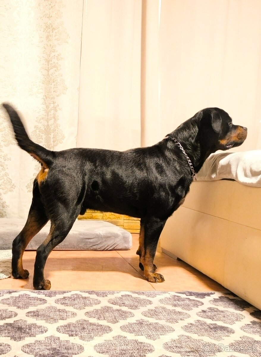 Rotvajler s PP na krytie - 2