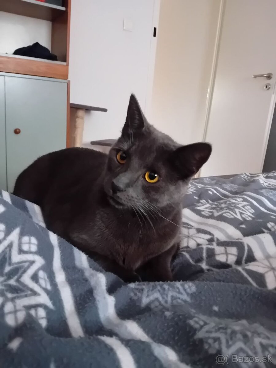 Darujem kocúrika - 2