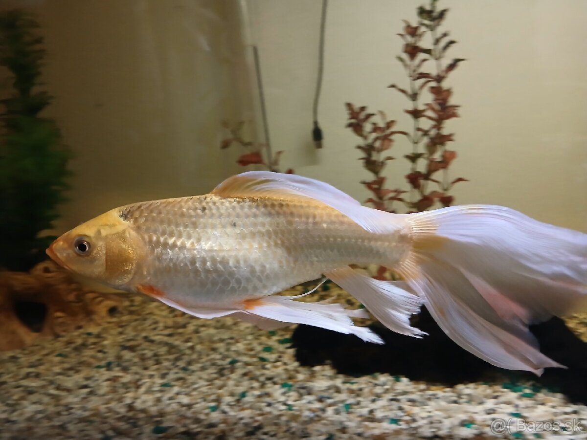 Predám ryby spoločne - 2
