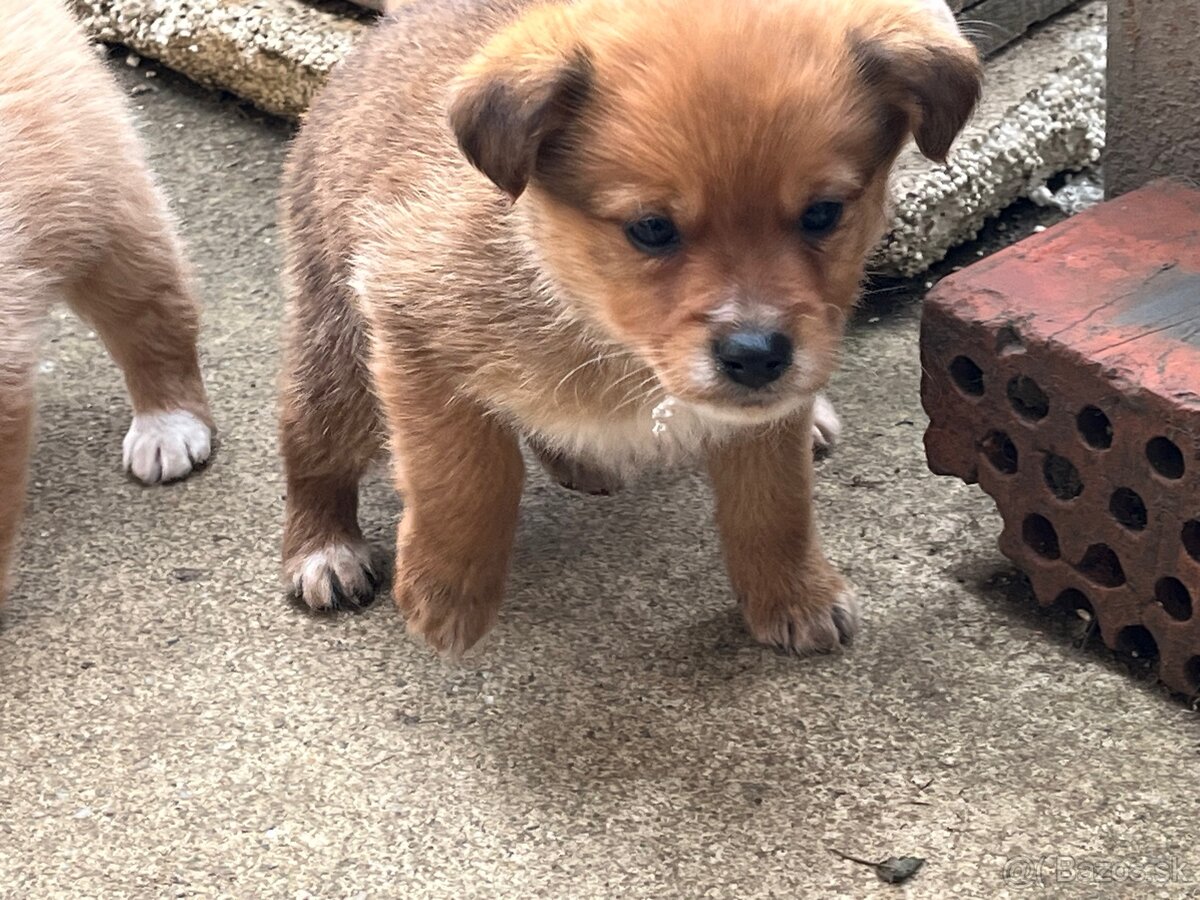 Darujem šteňatá - 2