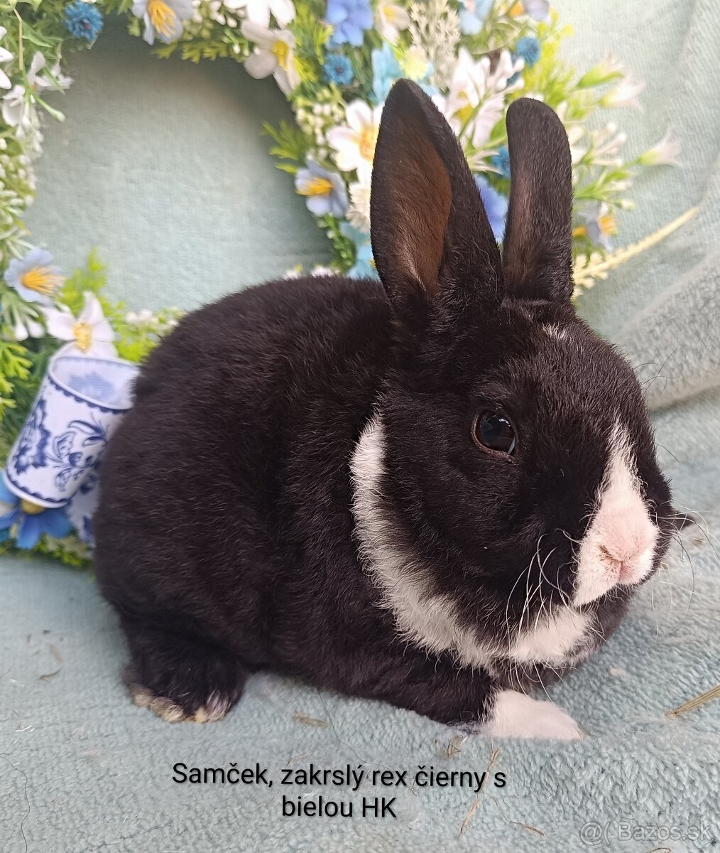 Zakrslý rex - samček čierny s bielou HK - 2
