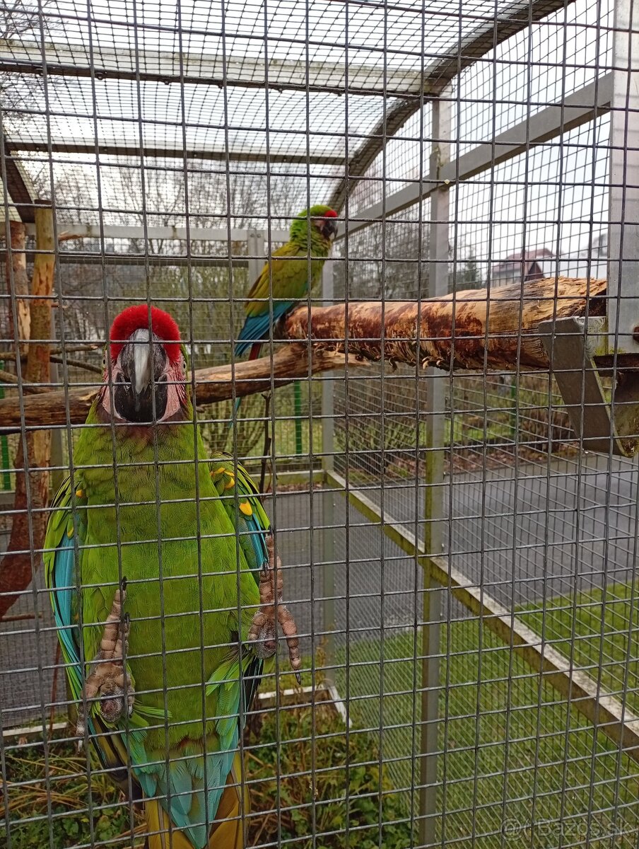 Ara Militaris Mexikana - 2