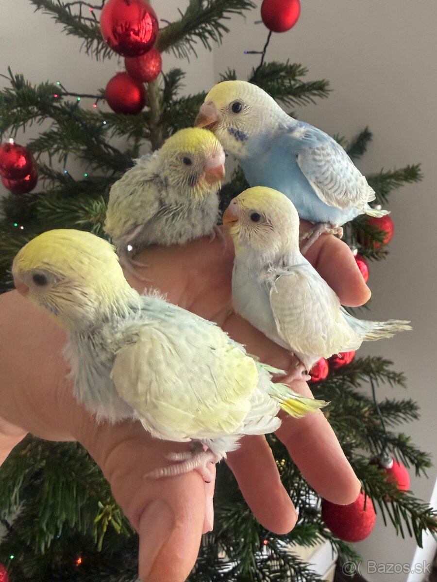 Andulky Dúhové Maznačikovia - 2