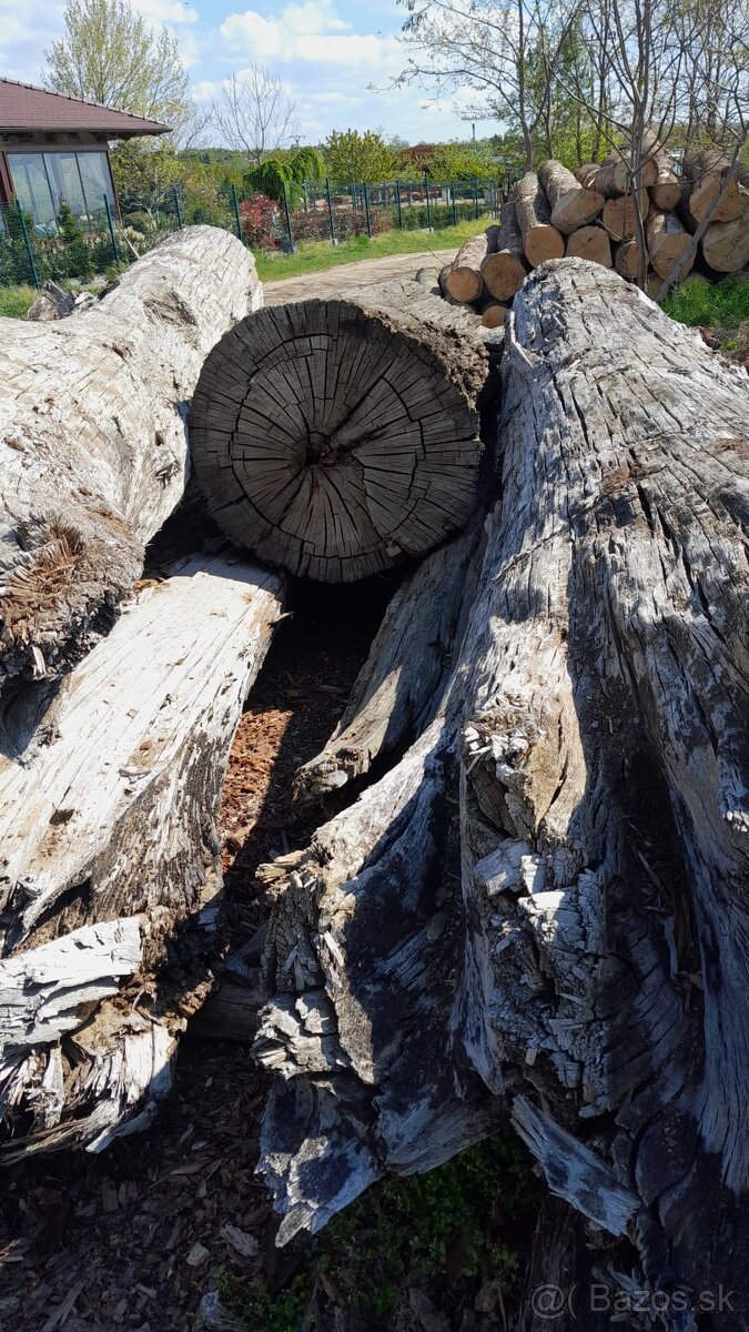 Subfosílny dub - cca 3000 rokov starý - 2