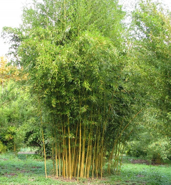 Bambus / Phyllostachys aureosulcata - 2