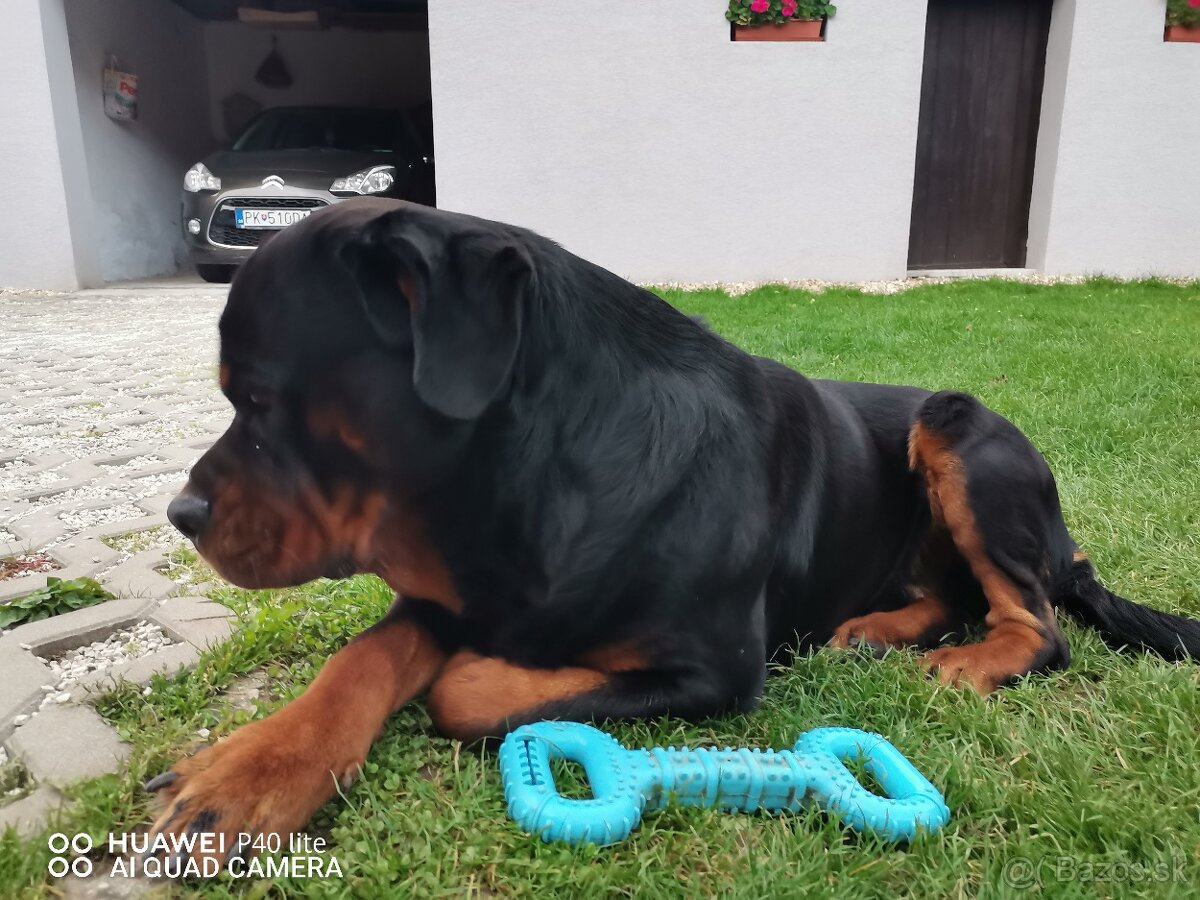 Rottweiler na krytie - 2
