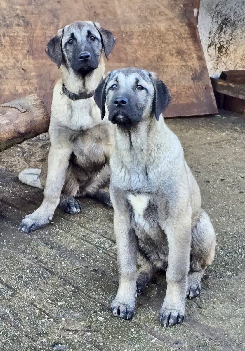 KANGAL s PP - štěňata již K ODBĚRU, iba sučky - 2