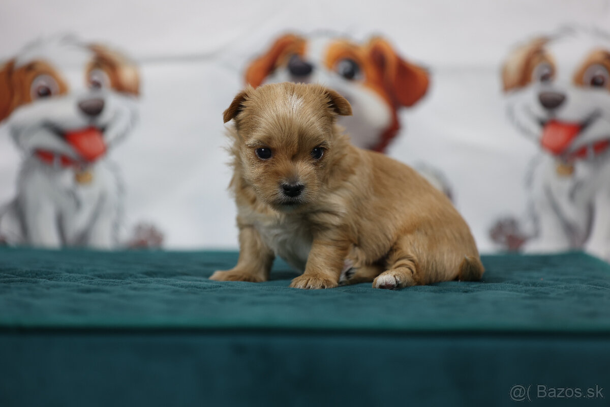Golddust yorkshire terrier - luxusní fenečka s PP - 2