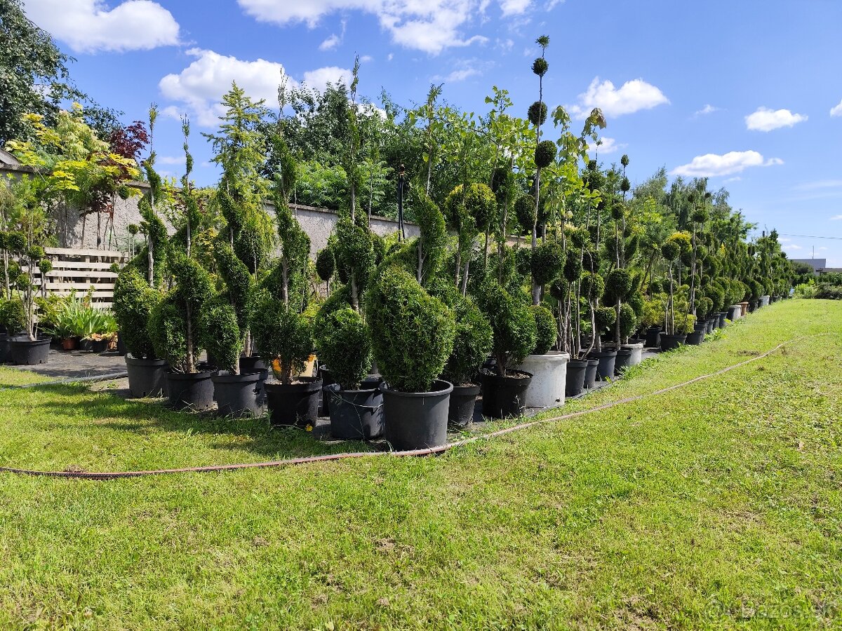 Okrasné dreviny, kríky - 2