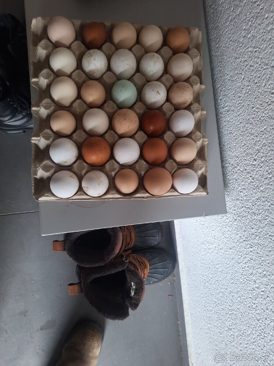Ponúkam domáce vajcia - 2