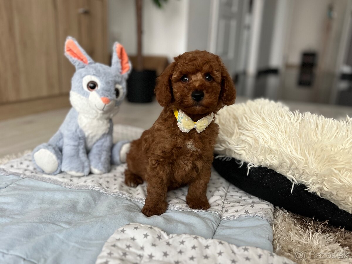 Trpasličí pudel šteniatka - 2