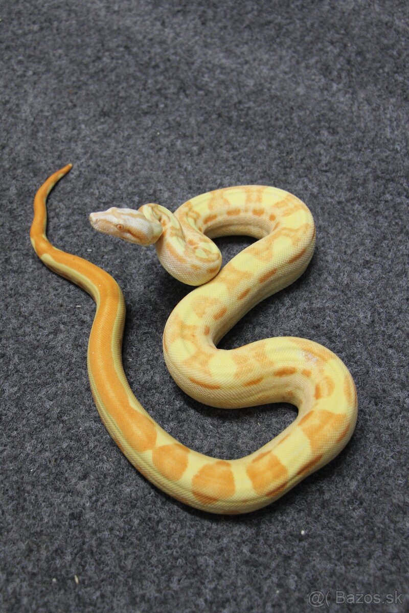 Boa constrictor/ Veľhad kráľovsky - 2