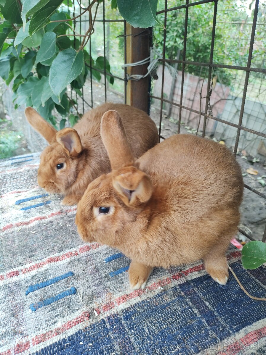 Novozélandský červeny - 2