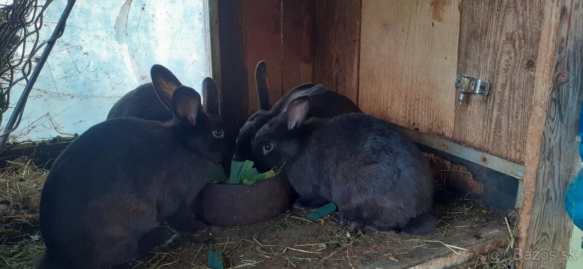 Predám zajace na ďalší chov - 2