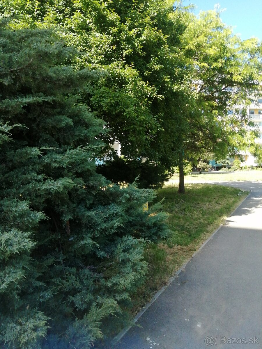 2IZB UPROSTRED ZELENE KOŠICE-ZÁPAD TERASA - 2