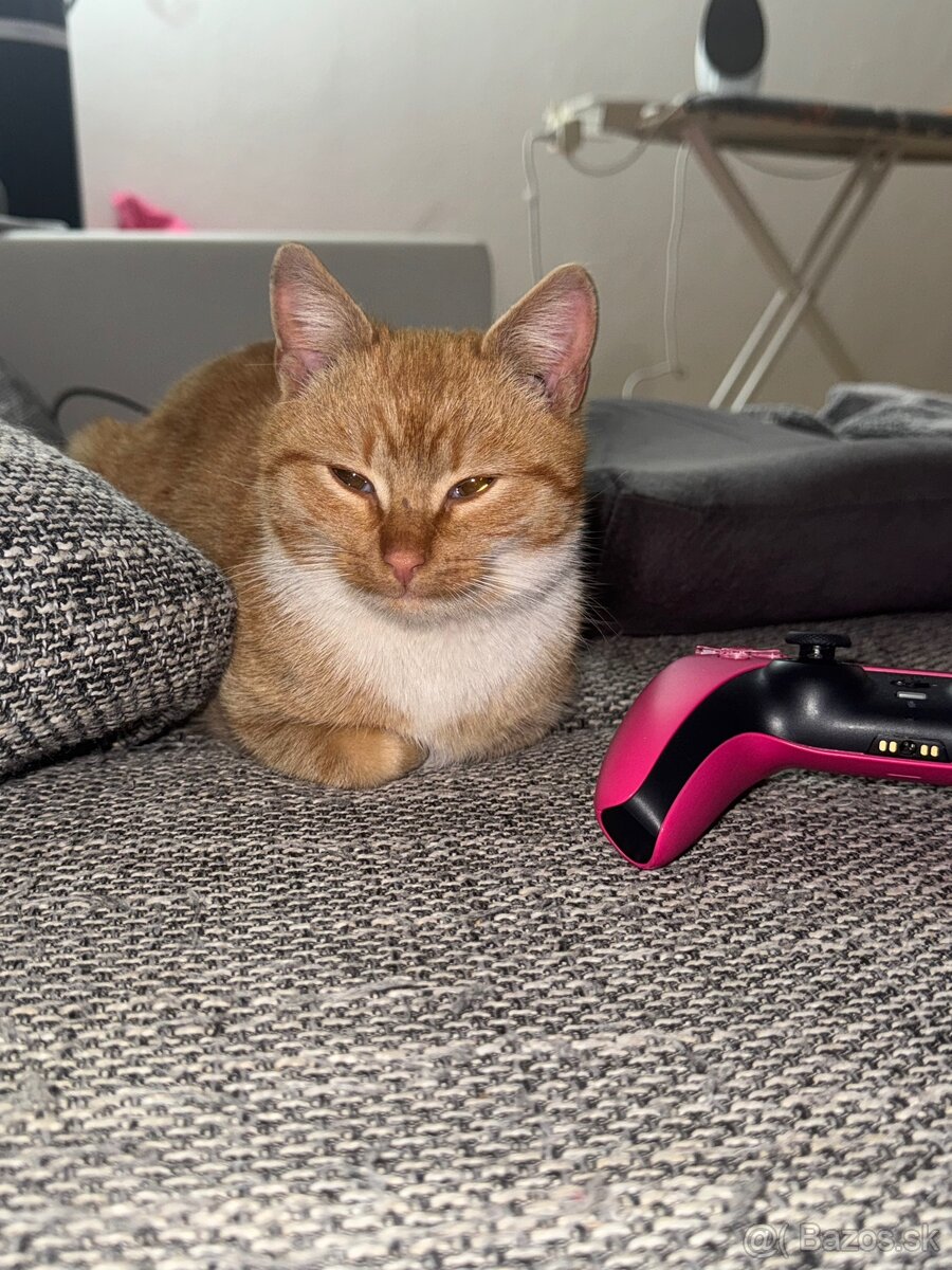 Darujem nádherne sfarbenú mačičku - 2