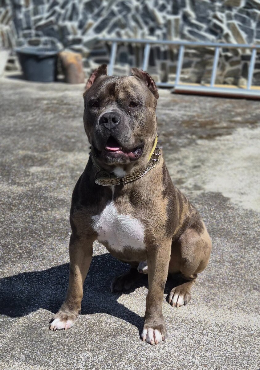 American Bully XXL /HAIBACH'S/ - 2