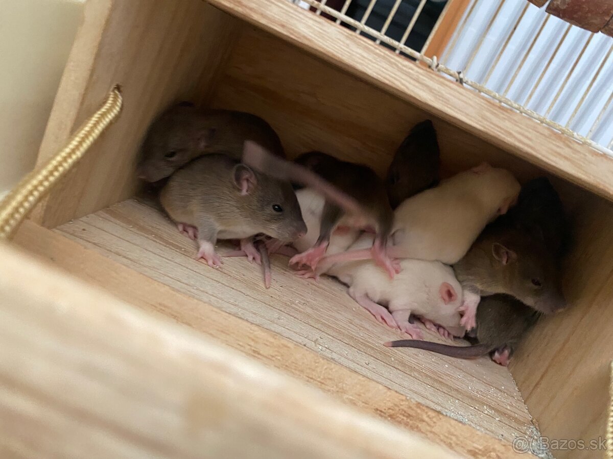 predam 15 babatka potkanikov - 2