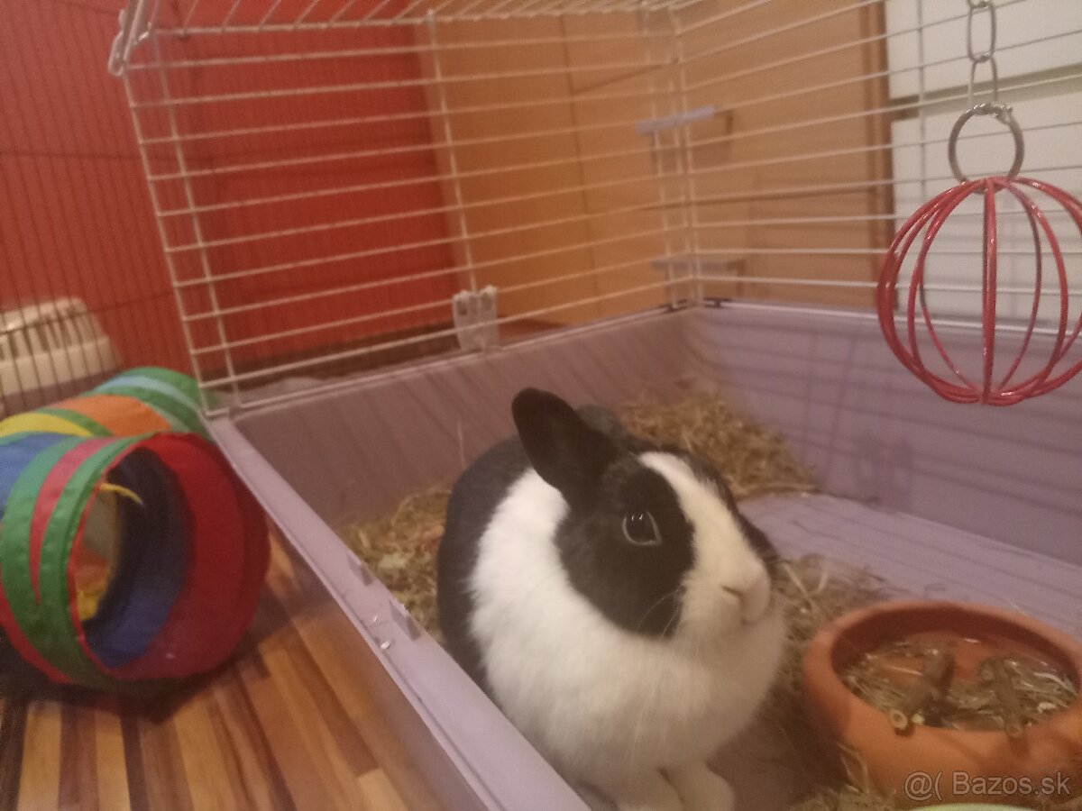 Darujem králičicu - 2