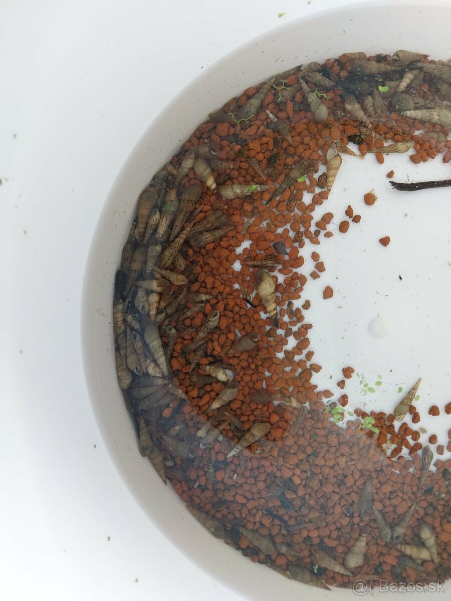 Slimak Vezovka malajska - 2