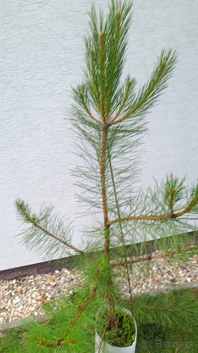Borovica lesná výška 120cm - 2