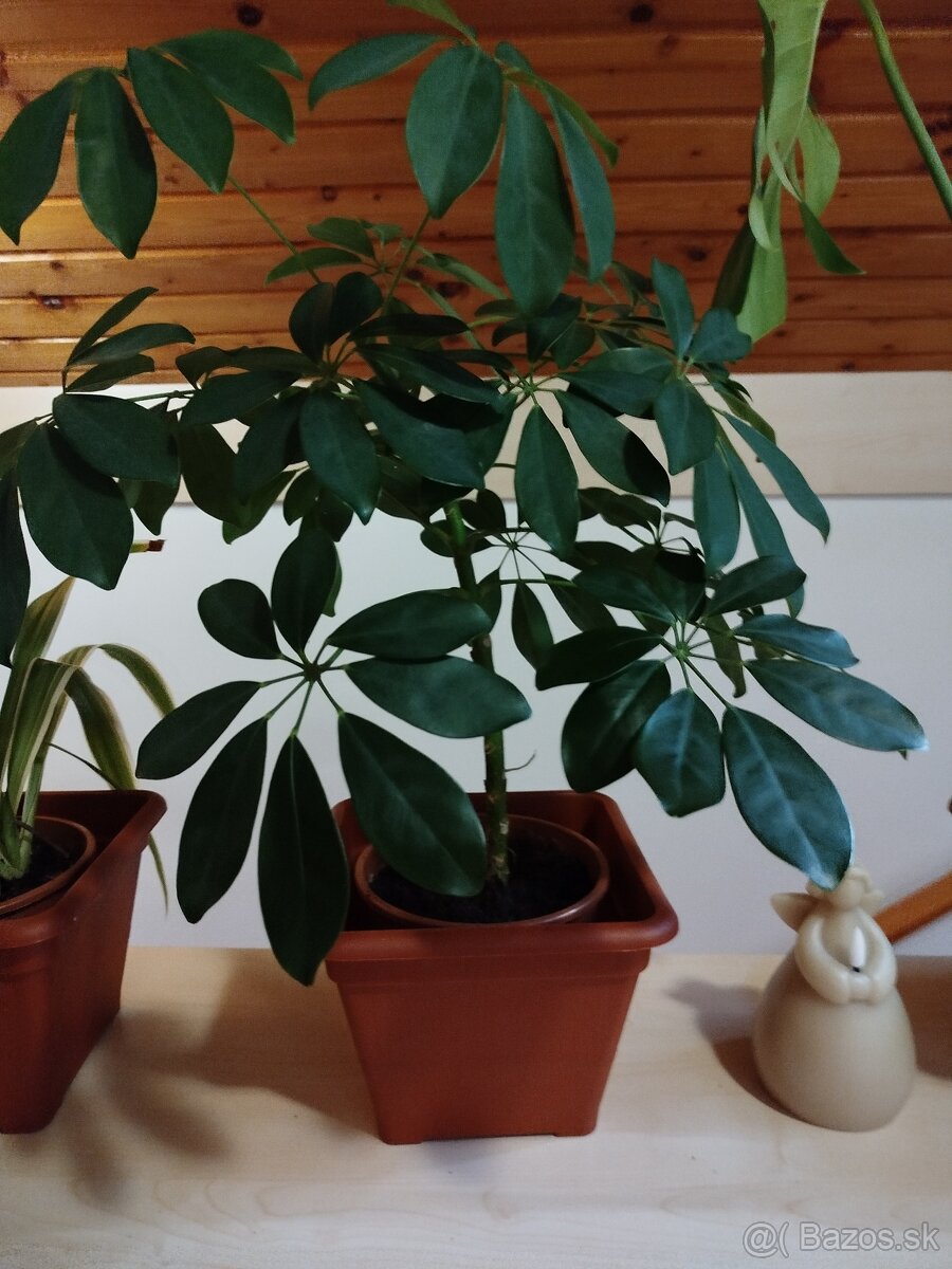 Šeflera , monstera - 2