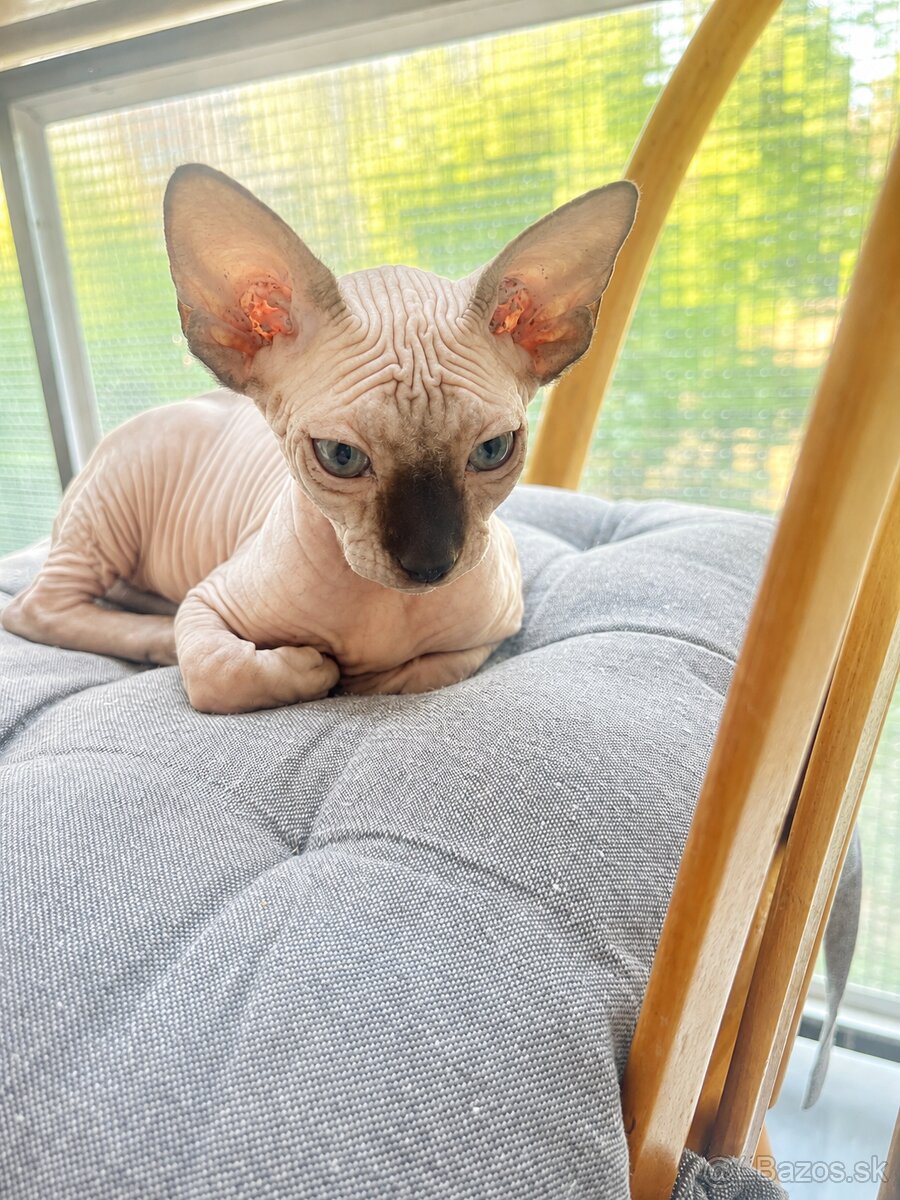 Sphynx - 2