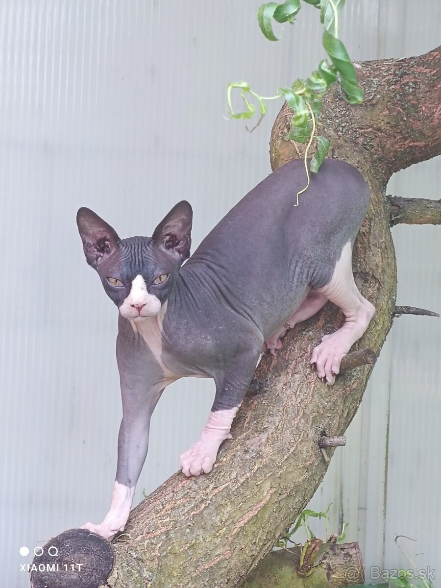 Sphynx kocúrik krytie - 2