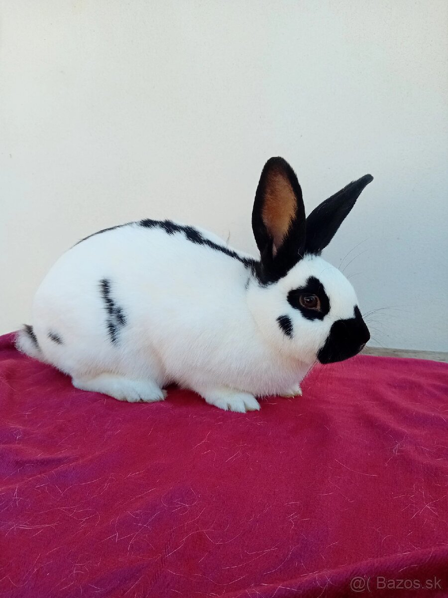 ČESKY STRAKAČ SAMEC - 2