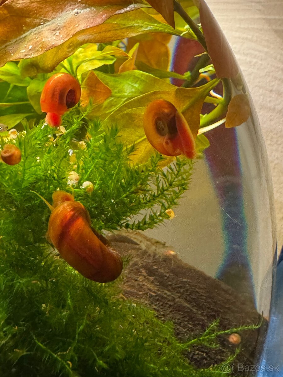 🐌 Predám akváriové slimáky – Levatky ,kotulky ,Vezovky - 2