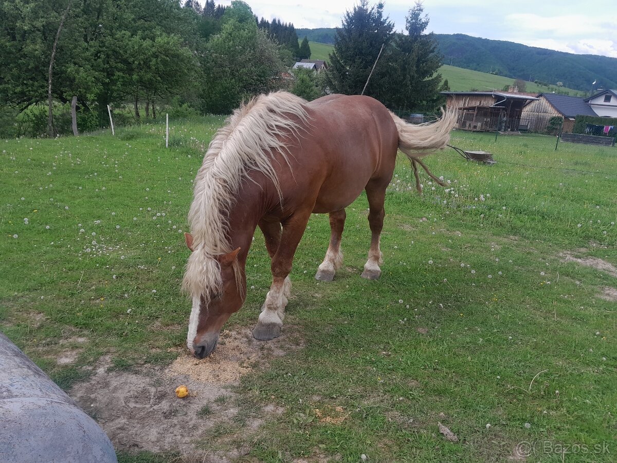 Ťažný žrebec - 2