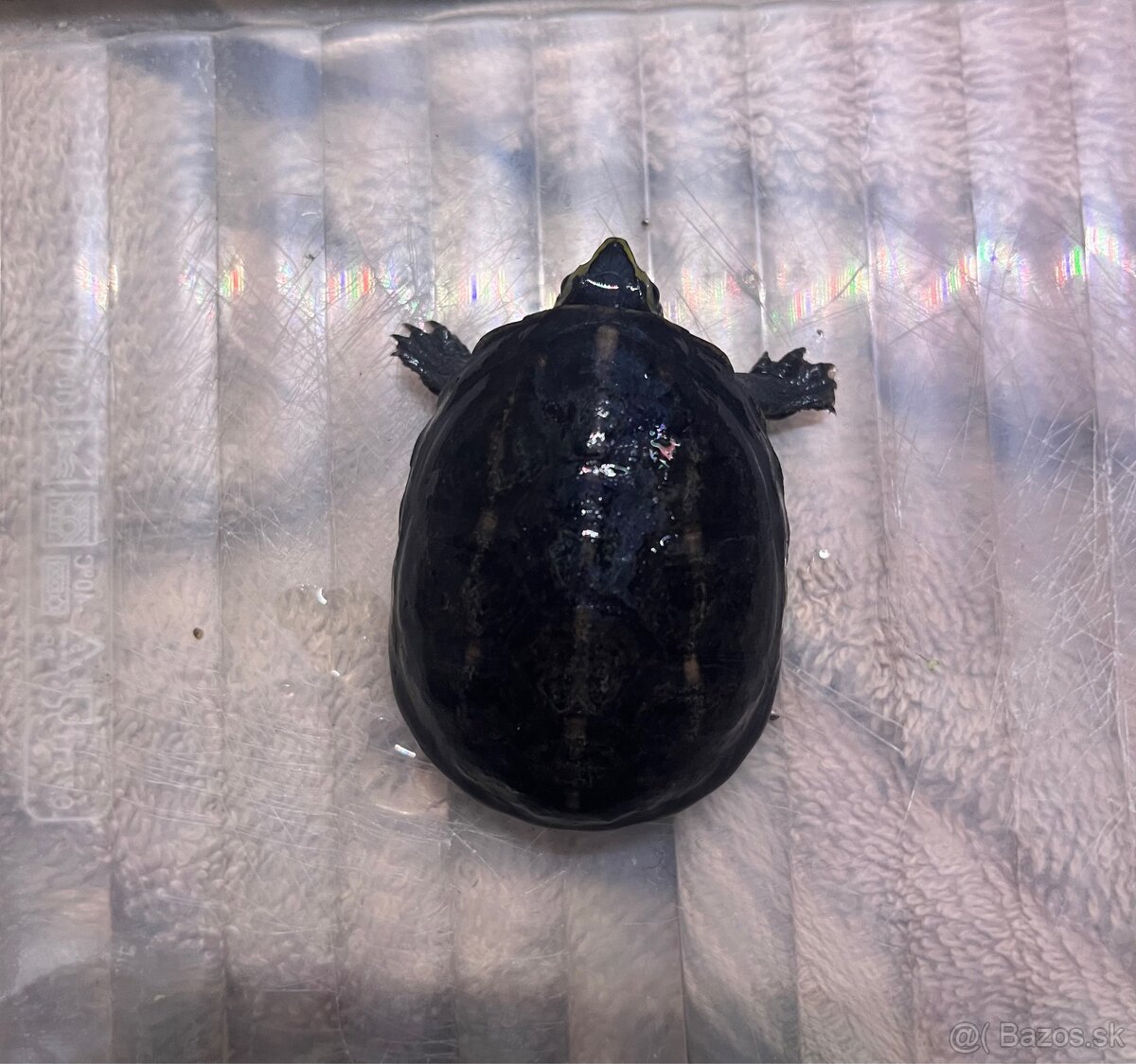 Klopavka floridská - 2