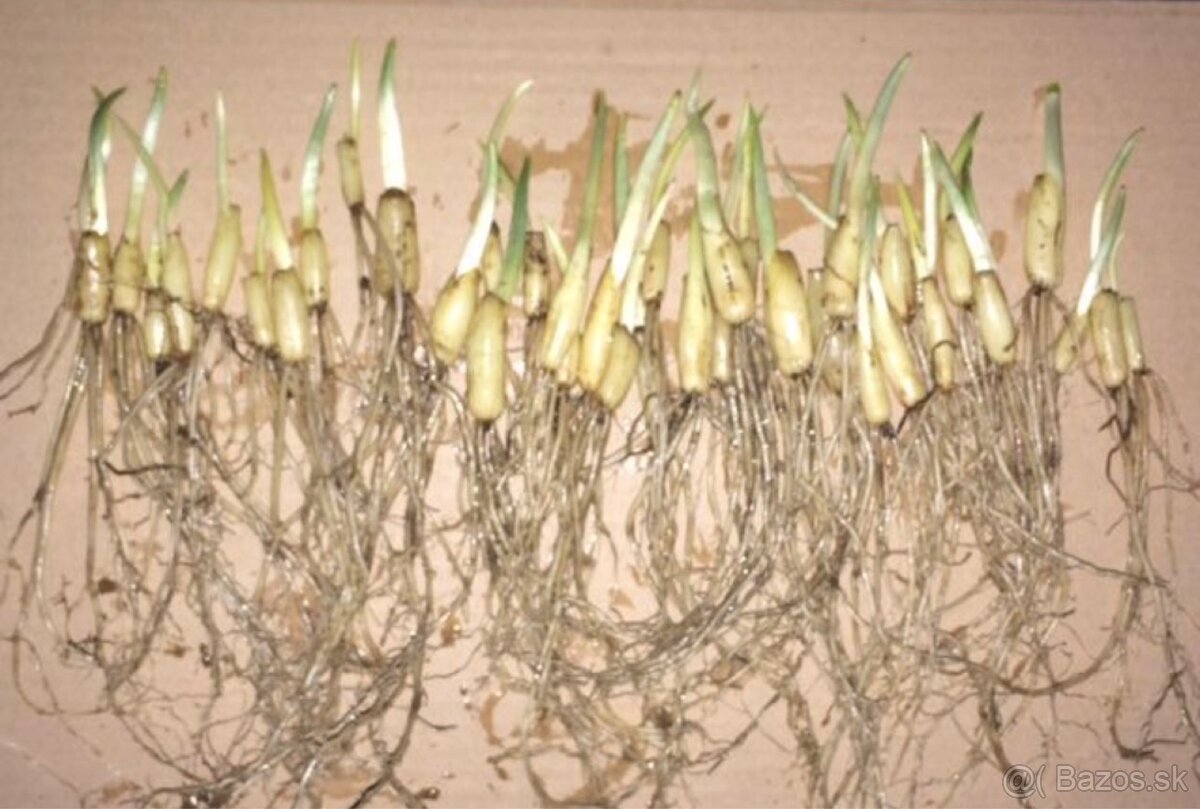 Medvedí cesnak cibuľky - 2