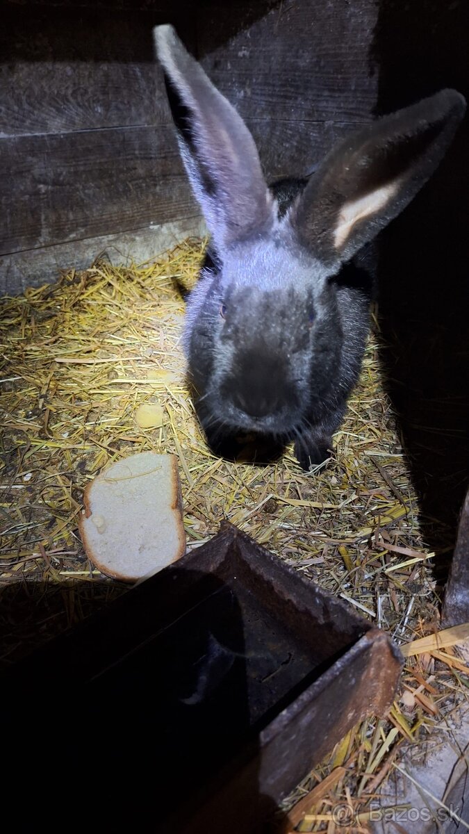 Samec Český strakáč - 2