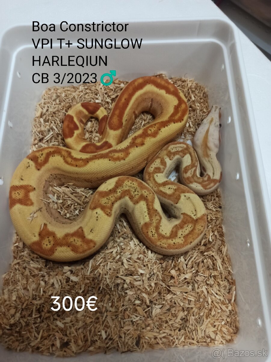 Boa Constrictor VPI T - 2