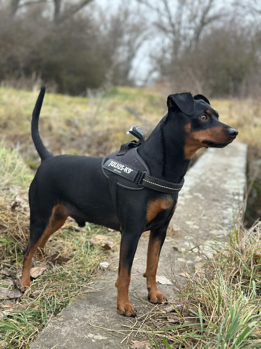 German Pinscher - 2