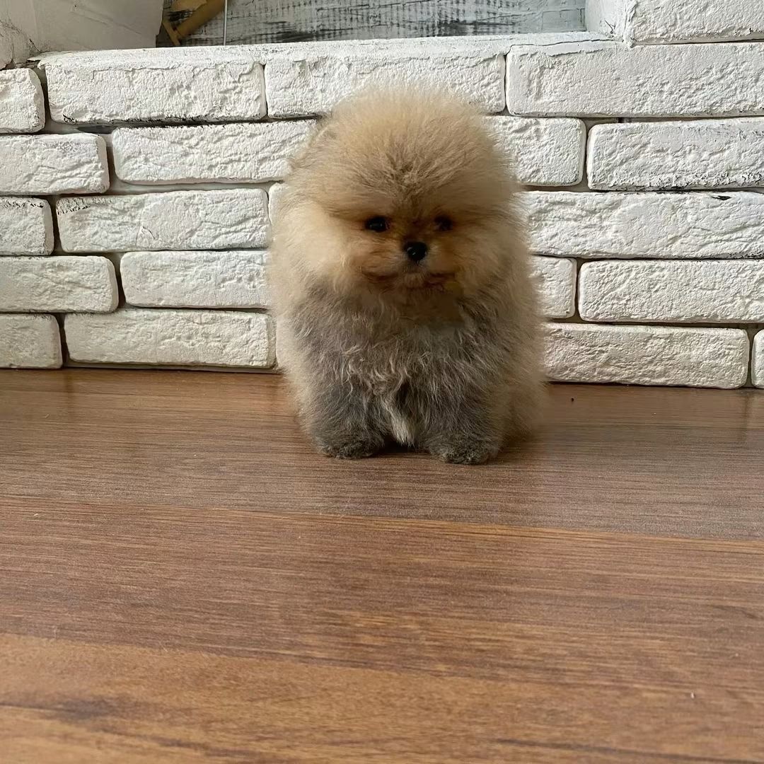 Pomeranian mini Boo - 2
