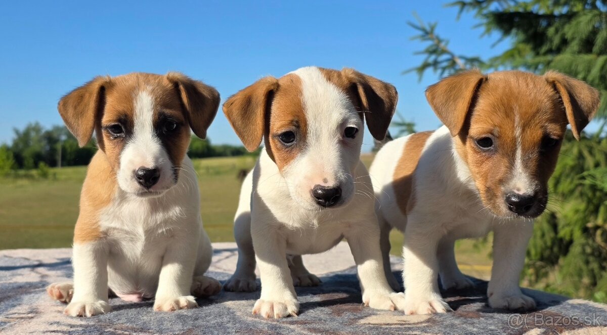 Jack Russell teriér - 2