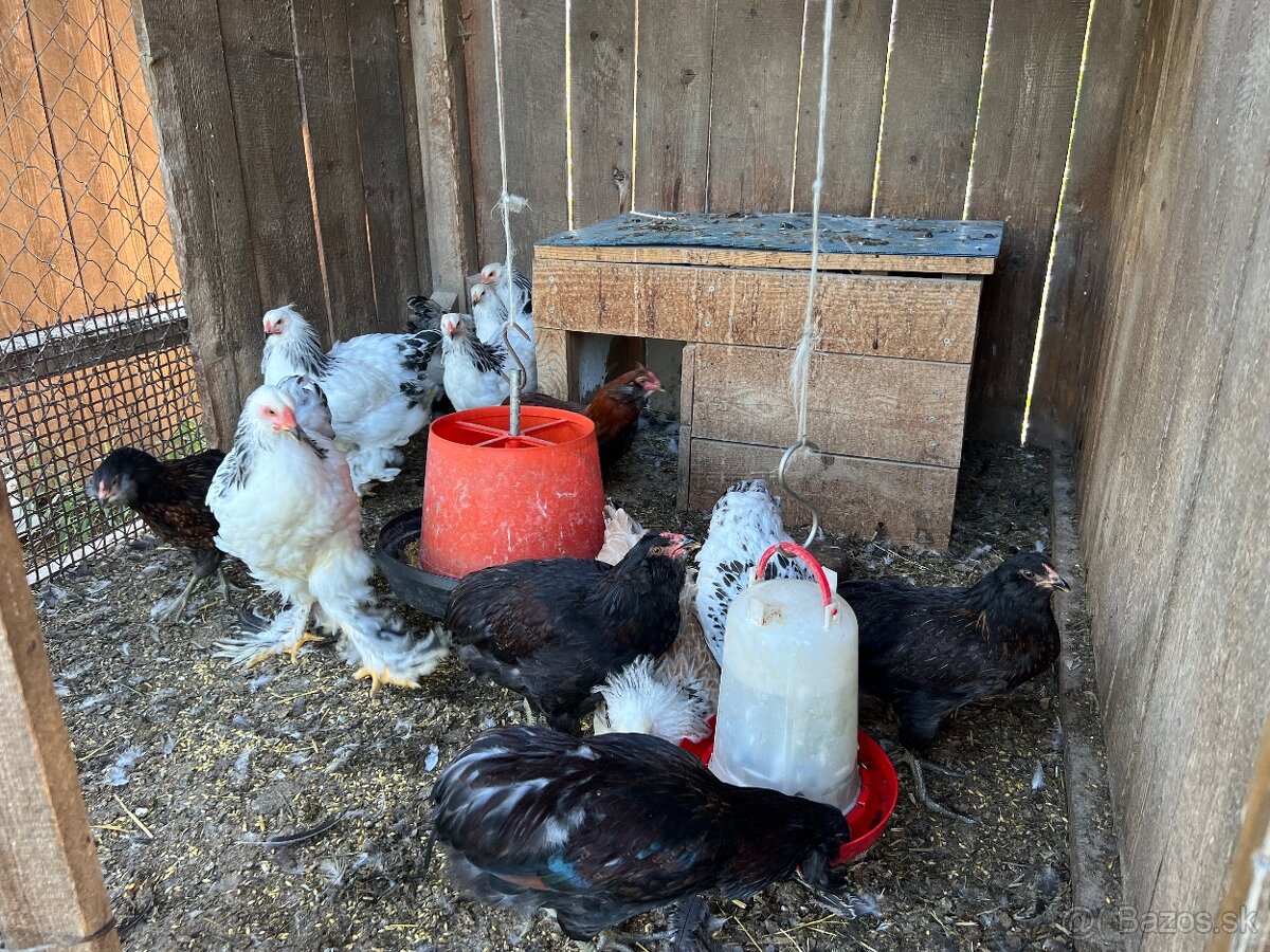 Araucana - 2