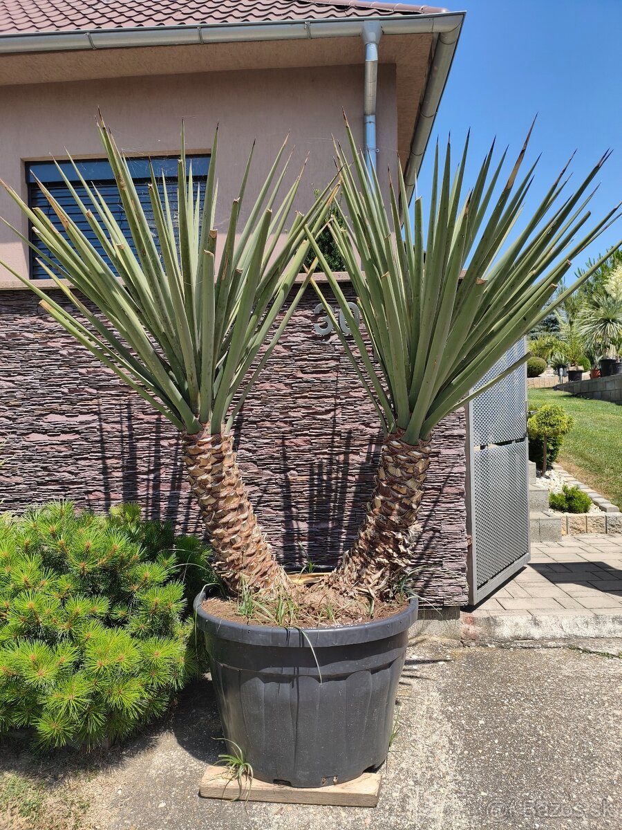 Juka yucca - 2
