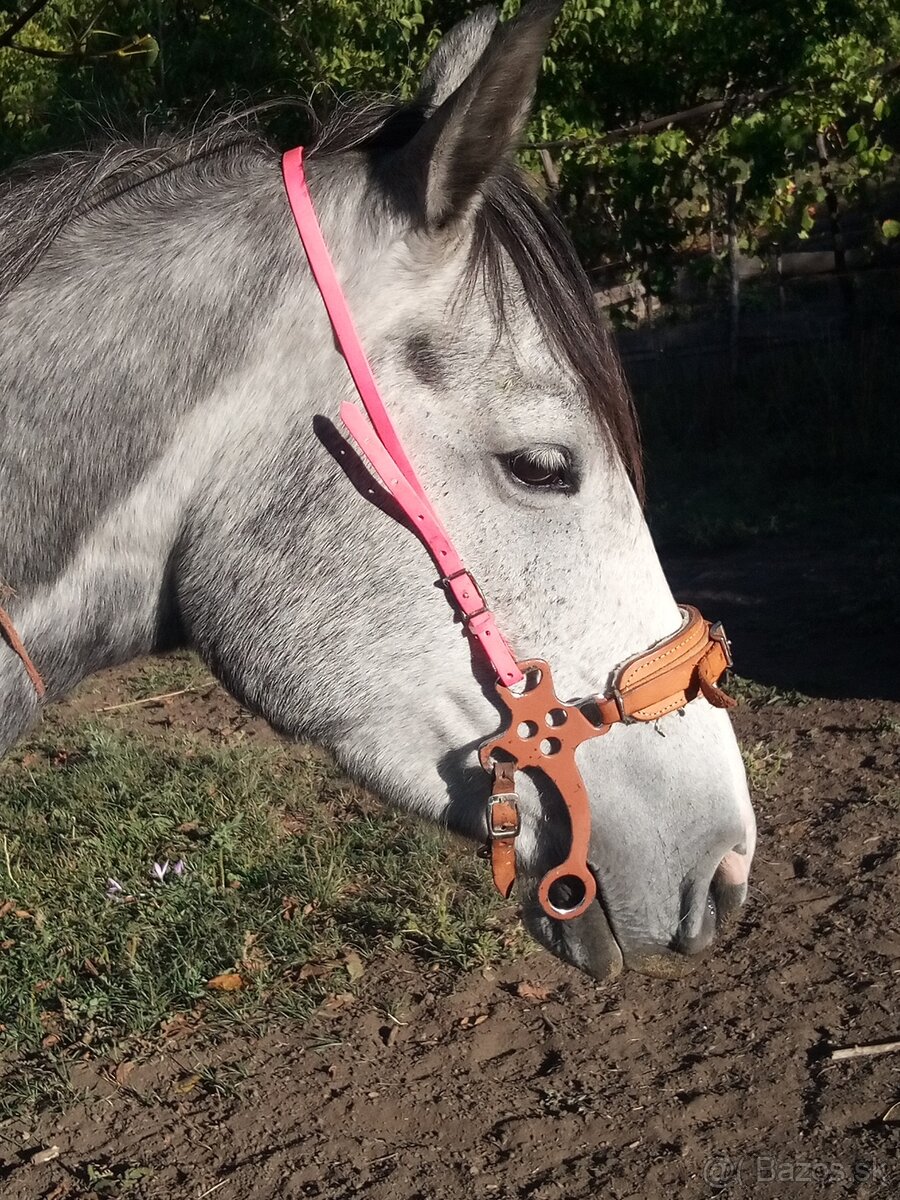 Hackamore - 2