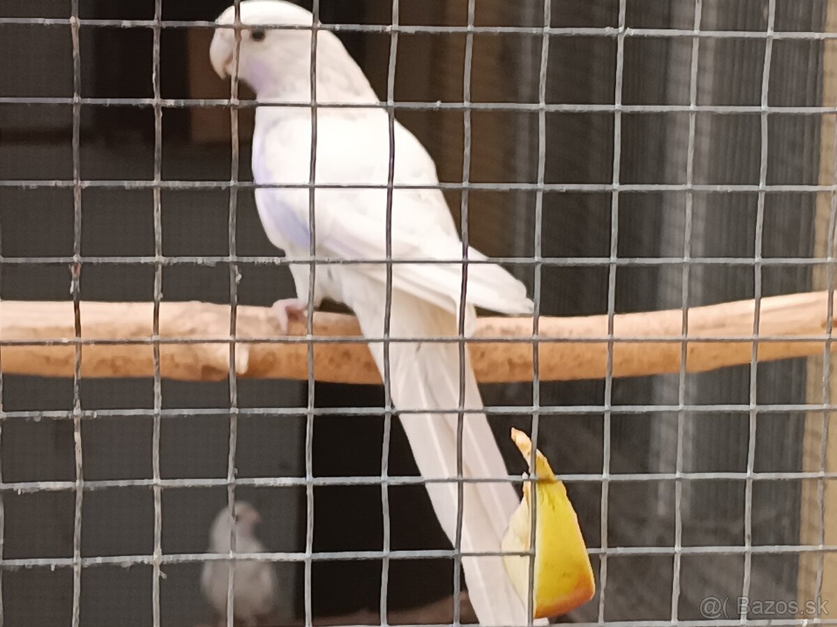 Penant zlaty pastel - 2